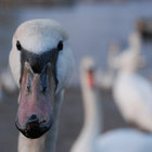 SWAN0019 thumbnail
