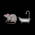 Rat Bath image