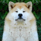 boni bonia thumbnail