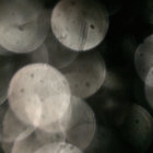 Scott Nielsen thumbnail