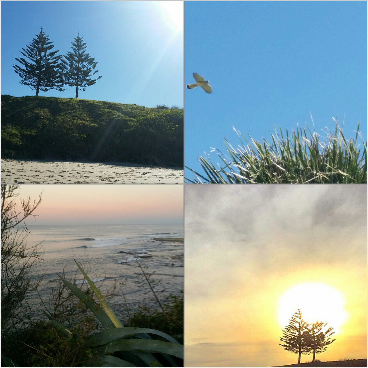 Loyal To The Pack Planet Of Zeus loyal to the pack planet of zeus