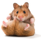 weehamster thumbnail