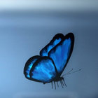 Tristan Launay thumbnail