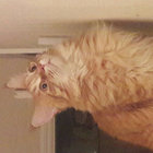 cheesi thumbnail