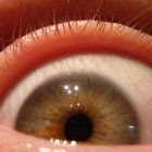 glassfishuk thumbnail