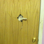 dreya dog  thumbnail