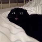 sushii thumbnail