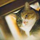 leeguoyu thumbnail