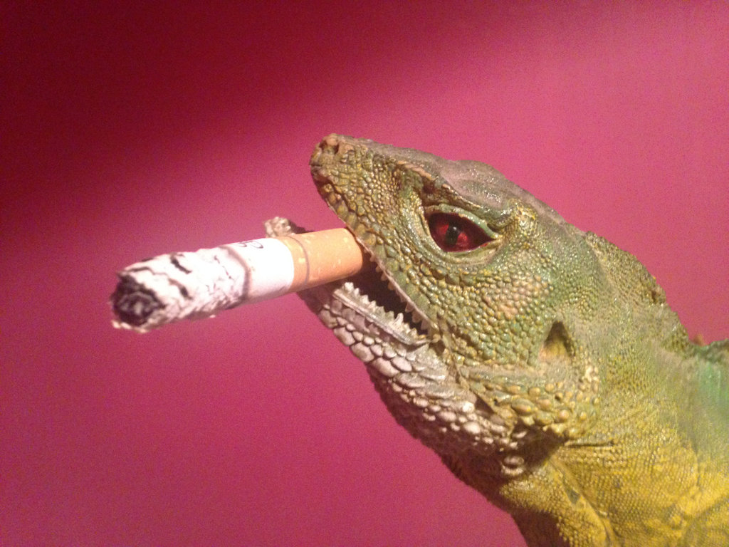 twist of chewing tobacco Oliver Twist Golden