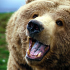 grizzly crimes thumbnail