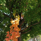 threecolours thumbnail