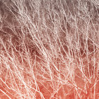 Almonds XIII thumbnail