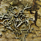 prunella1 thumbnail