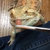 featheryfurs thumbnail