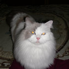 katzenmutti53 thumbnail