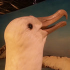 Bird thumbnail