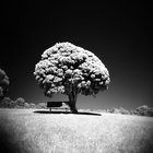 soultree thumbnail