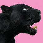 mike-s-pantherpaw thumbnail