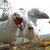 bloodyseagulls thumbnail