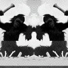 wallin1155 thumbnail
