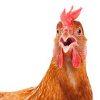 unintelligiblechicken thumbnail