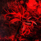 Sturmlilie thumbnail