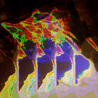 Violet thumbnail