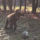 velcro_thrash thumbnail