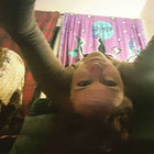 MountainGothMom thumbnail