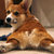 Corgibutt thumbnail