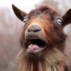 Nervous Goat thumbnail