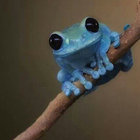 AcidFrogg thumbnail