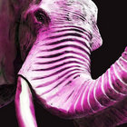 pinkelephants thumbnail