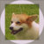 corgi thumbnail