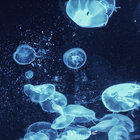 gliese_581 thumbnail