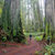 redwoodsrick thumbnail