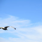 fishingforicarus thumbnail