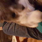 candorvaas thumbnail