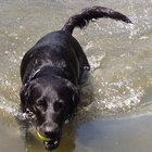 Merri Labrador thumbnail