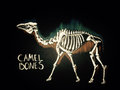 Camel Bones image