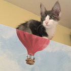 Sebastiaan Poos thumbnail