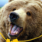 papabear5 thumbnail