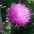 purpleflower thumbnail