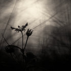 Dark Edelweiss thumbnail