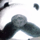imageposse thumbnail