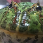 longpapa thumbnail