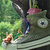 Alice Jones thumbnail