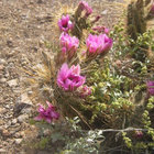 wildwestcats thumbnail
