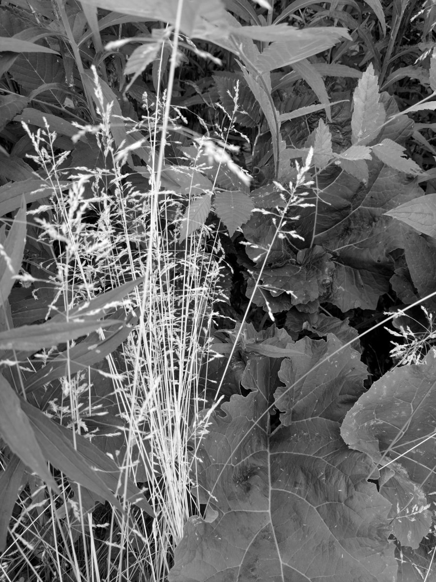 "Dry Grass" photograph poster print Dry Eyes