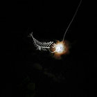 Nocturnal thumbnail
